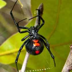 different types of poisonous spiders