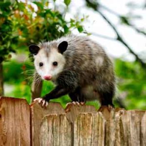 What Are Common Wildlife Problems in Florida? | McCall Service