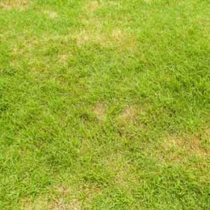 Lawn Pests in Northern Florida | McCall Service