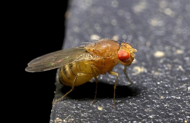 How to Prevent Fruit Flies This Summer
