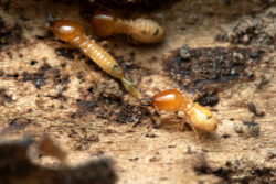 prevent termites