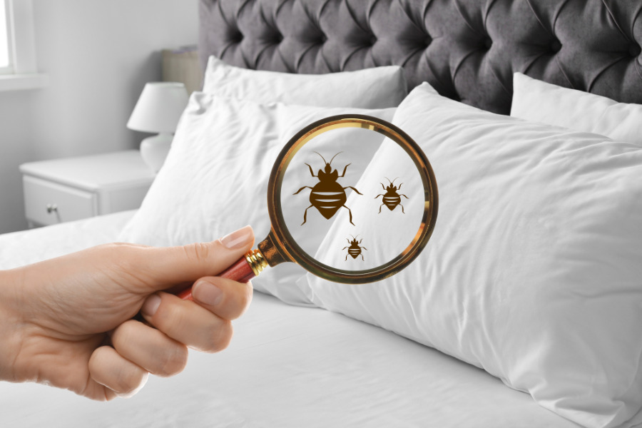 bed bug problems