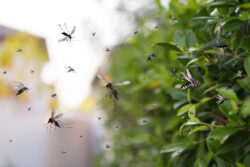 benefits of mosquito control