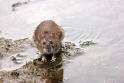 common types of rodents