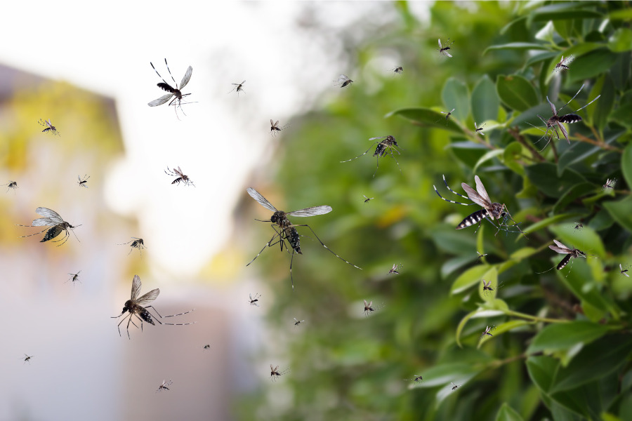 mosquito control tips