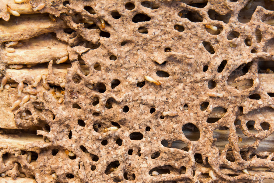 regular termite inspections