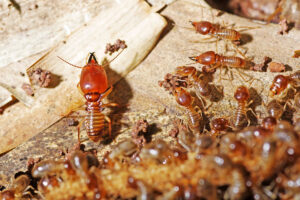 what do termite look like