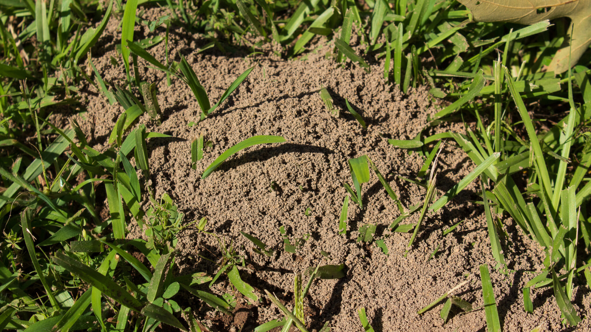 How To Identify Fire Ant Mounds - McCall Service