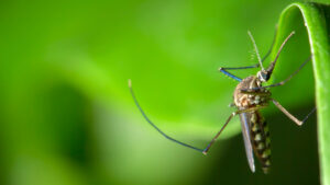 protect your home from mosquitoes