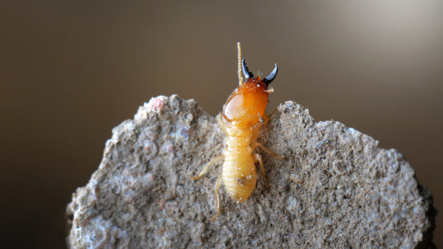 subterranean and drywood termites