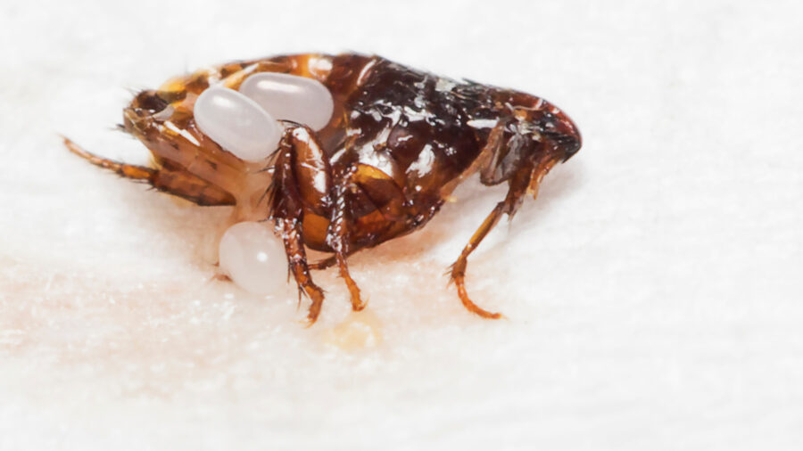 bed bug removal