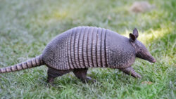 armadillo