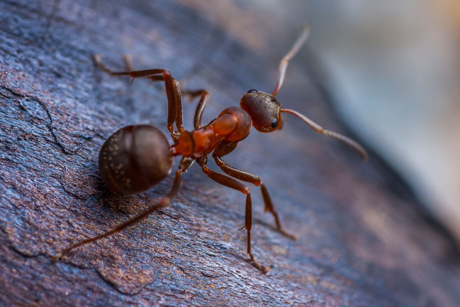 common ants