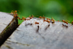 fire ant prevention