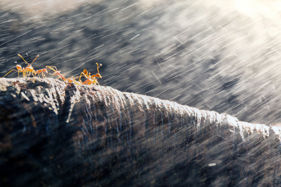 ants after a rainstorm