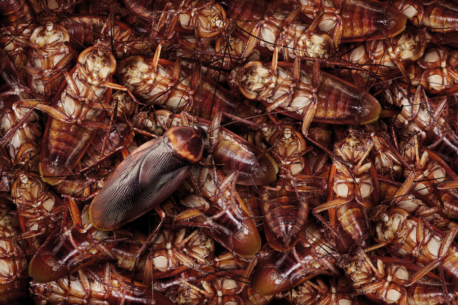 cockroach control methods