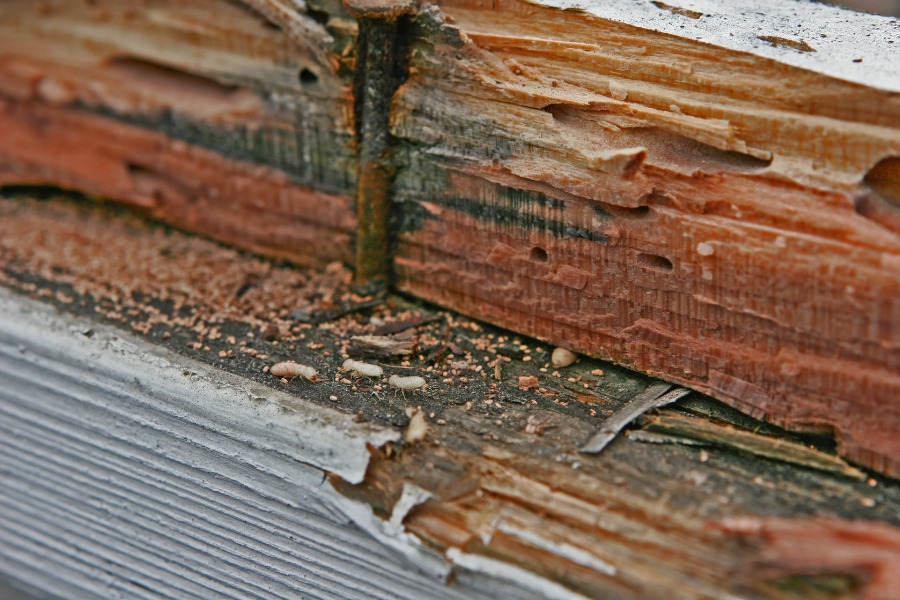 drywood termite infestation