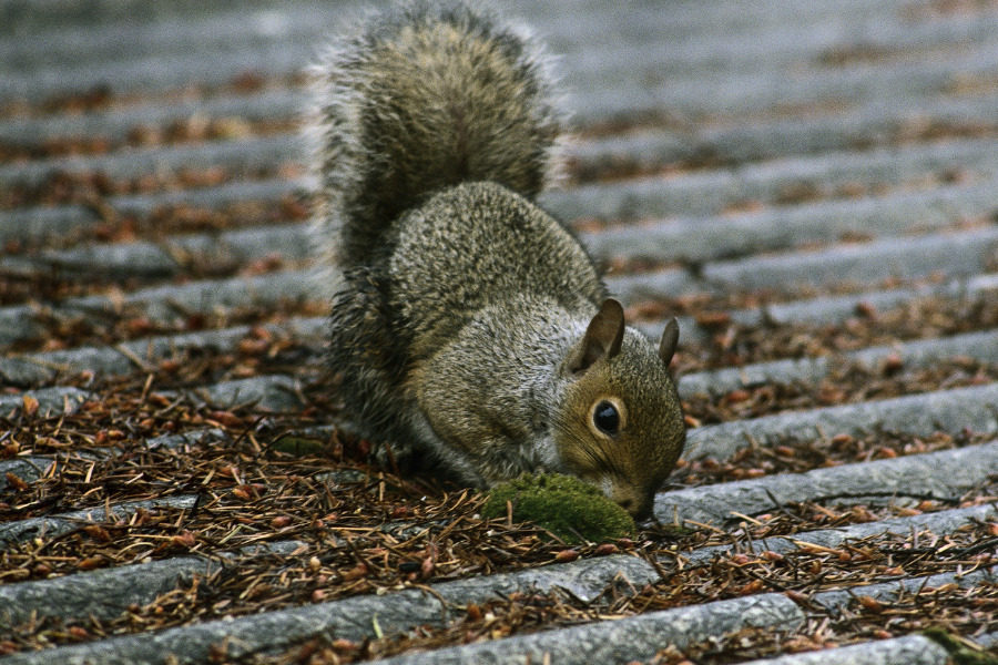 common wildlife in monticello