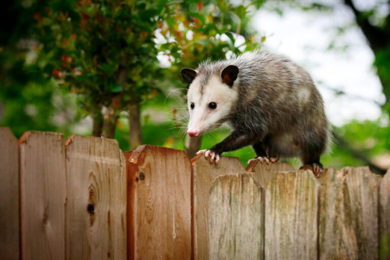 common wildlife in shadeville