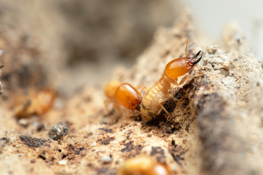 signs of termite infestations