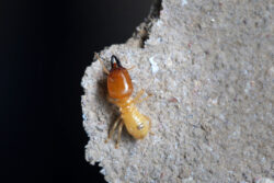 termite infestations