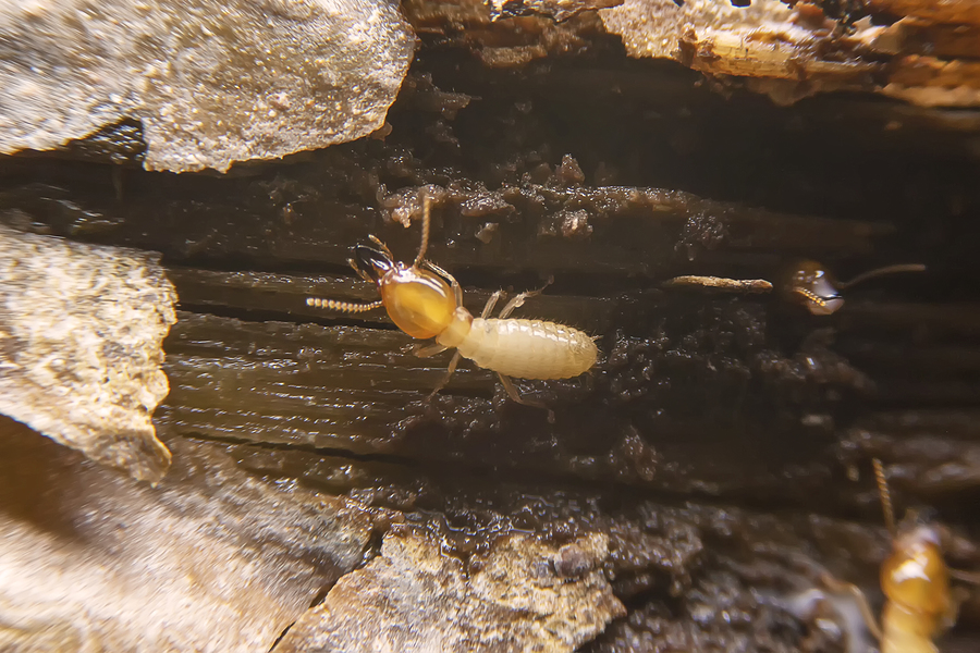 subterranean termites