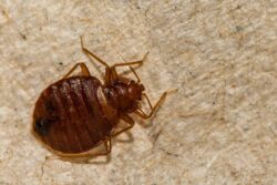 bed bug infestations