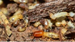 pest control for termites