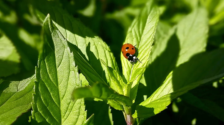 beneficial insects