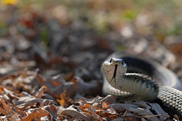 encounter a snake