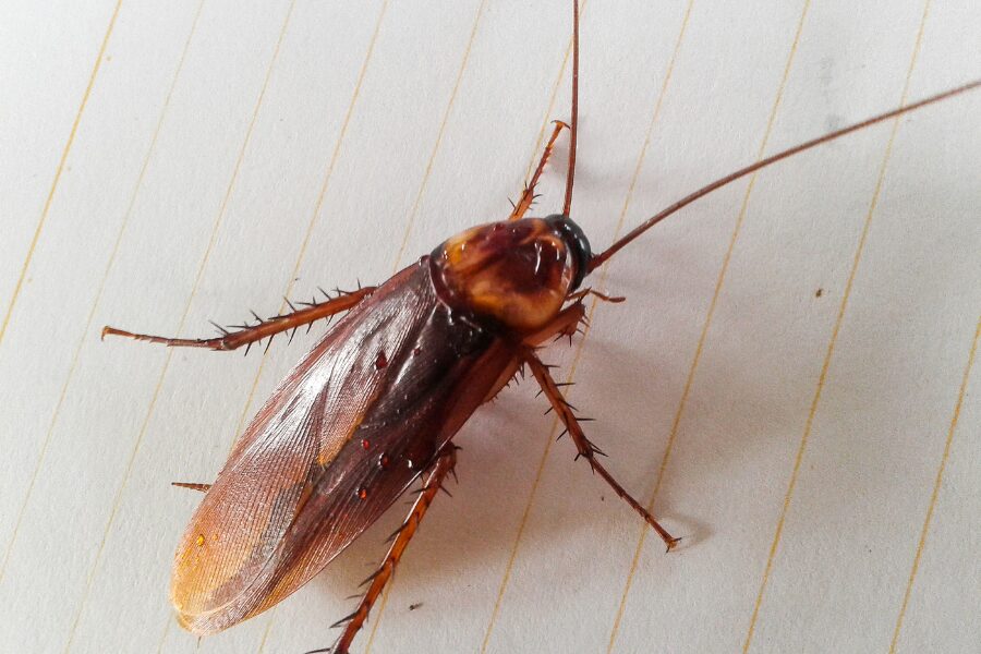 Florida cockroach