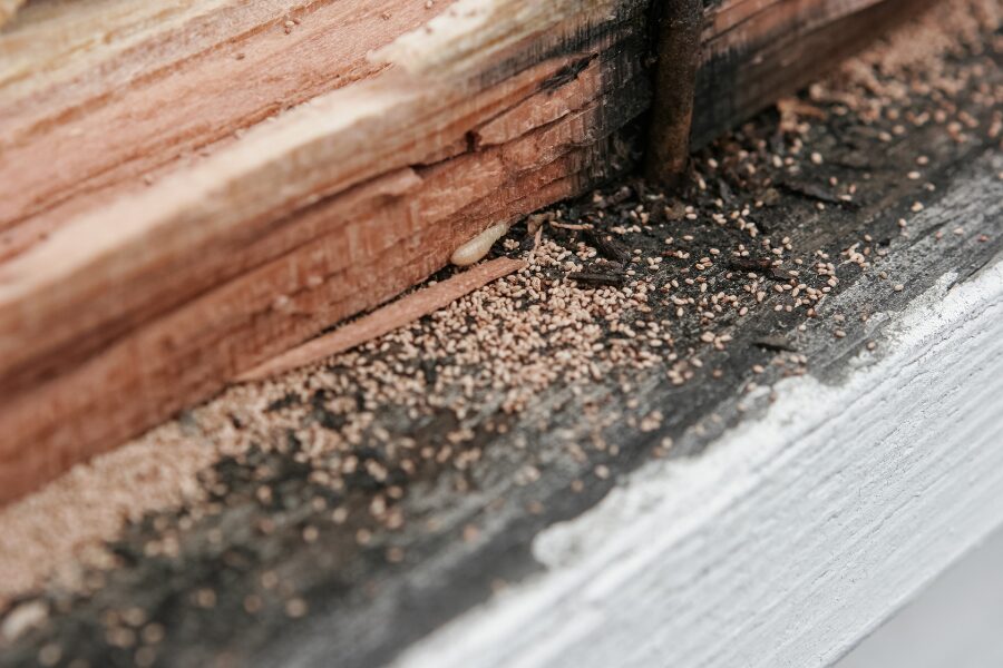 termite treatment