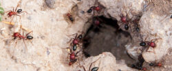 ant infestations