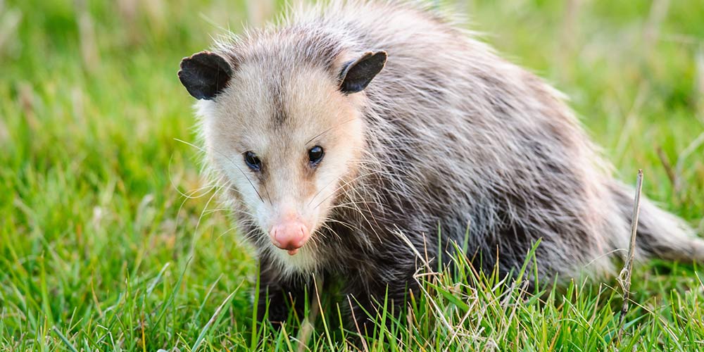 possums in orlando