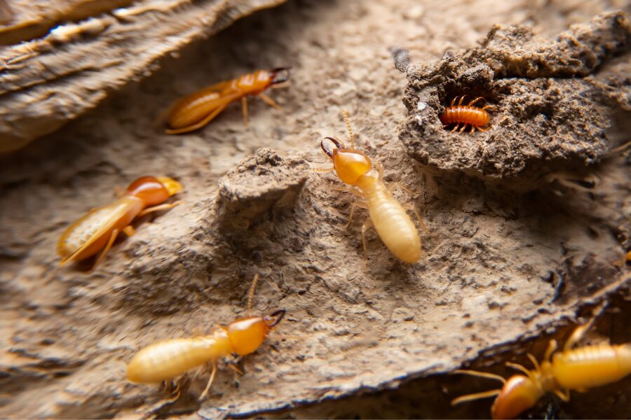 signs of termites