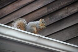 squirrels in attic